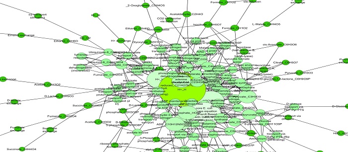 Metabolic Networks